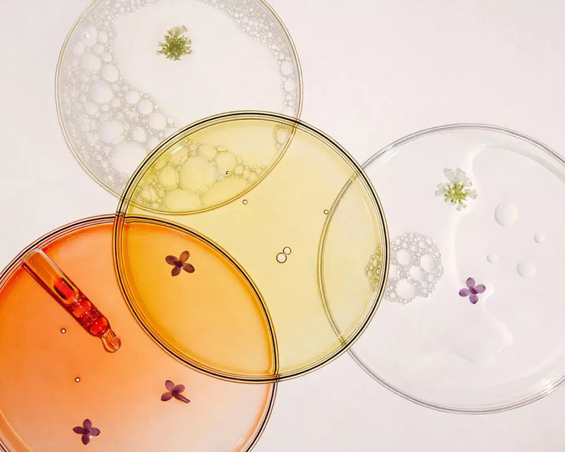 Overlapping petri dishes containing botanical extracts, flower petals, and coloured liquids on a white surface