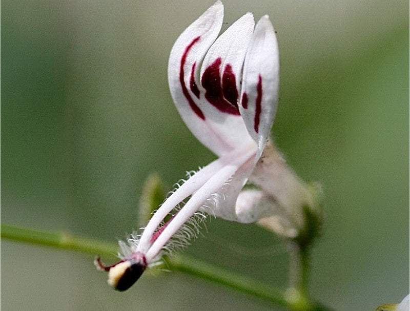 Andrographis Leaf