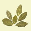 Chicory Root Extract