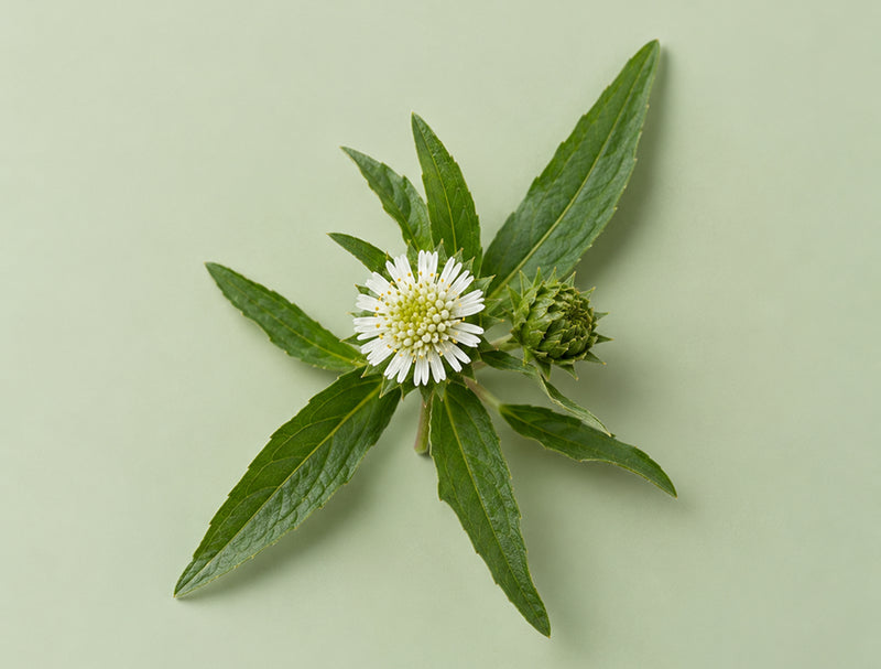 Bhringraj