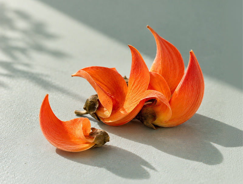 Butea Flower