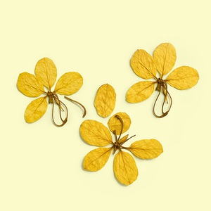 Golden Shower Flower 