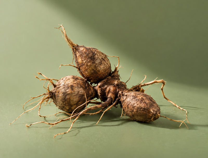 Nut Grass Root