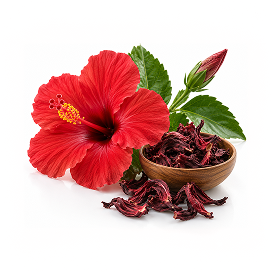Hibiscus